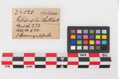 Etiketten zu Bronzebreitrandschale (NHMW-PRAE-024520)